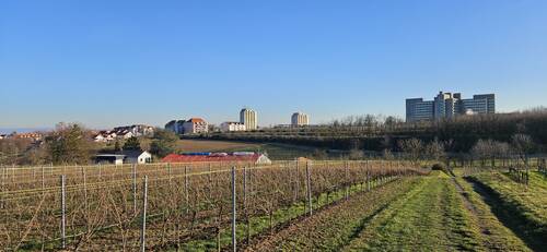 Blick von den Weinbergen nach Herrnsheim: links die neubebaute Herrnsheimer Höhe, rechts das Stadtkrankenhaus.