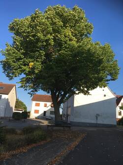 Die Luitpoldlinde in Morbach wurde 1911 zur Feier des 90. Geburtstags des bayerischen Prinzregenten Luitpold von Bayern gepflanzt und gibt heute der Morbacher Durchgangsstraße ihren Namen (Lindenstraße).