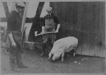 Hausschlachtung eines Schweins 1941