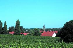 Panorama Wiesoppenheim