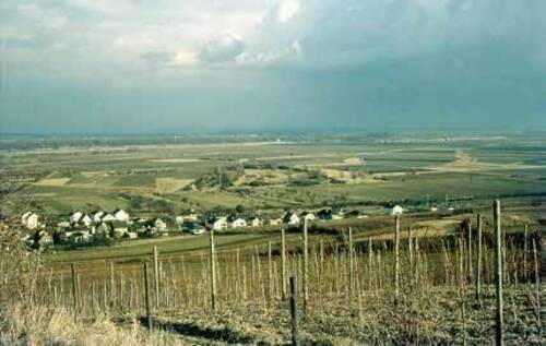 Abb. 3: Blick vom Berg über die Rheinebene, 1975. An der bräunlichen Verfärbung des Bewuchses in der rechten Bildhälfte ist der verlandete Rheinarm zu erkennen. In der Bildmitte die ehemaligen Ziegeleigruben.