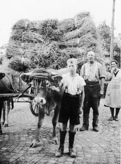 Erntewagen der Familie Herrmann mit Korngarben 1936