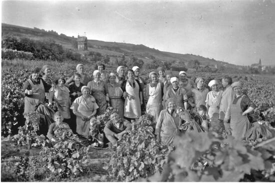 Abb. 1: Weinlese in Laubenheim im "Johannisberg", 1938; im Hintergrund Villa Glotzbach, zerstört 1945