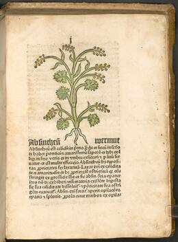 Seite mit Zeichnung zum Wermutkraut (hier: absintheu wermut) aus dem Herbarius, 1483