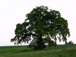 Die "dicke Eiche", auch "schöne Eiche" genannt, ist ein Naturdenkmal in Endlichhofen.