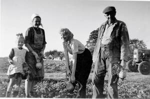 Familie Gombert bei der Rübenernte 1959