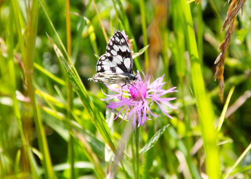 "Schachbrettfalter" Melanargia galathea