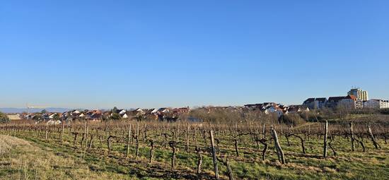 Blick auf Herrnsheim von den umliegenden Weinbergen